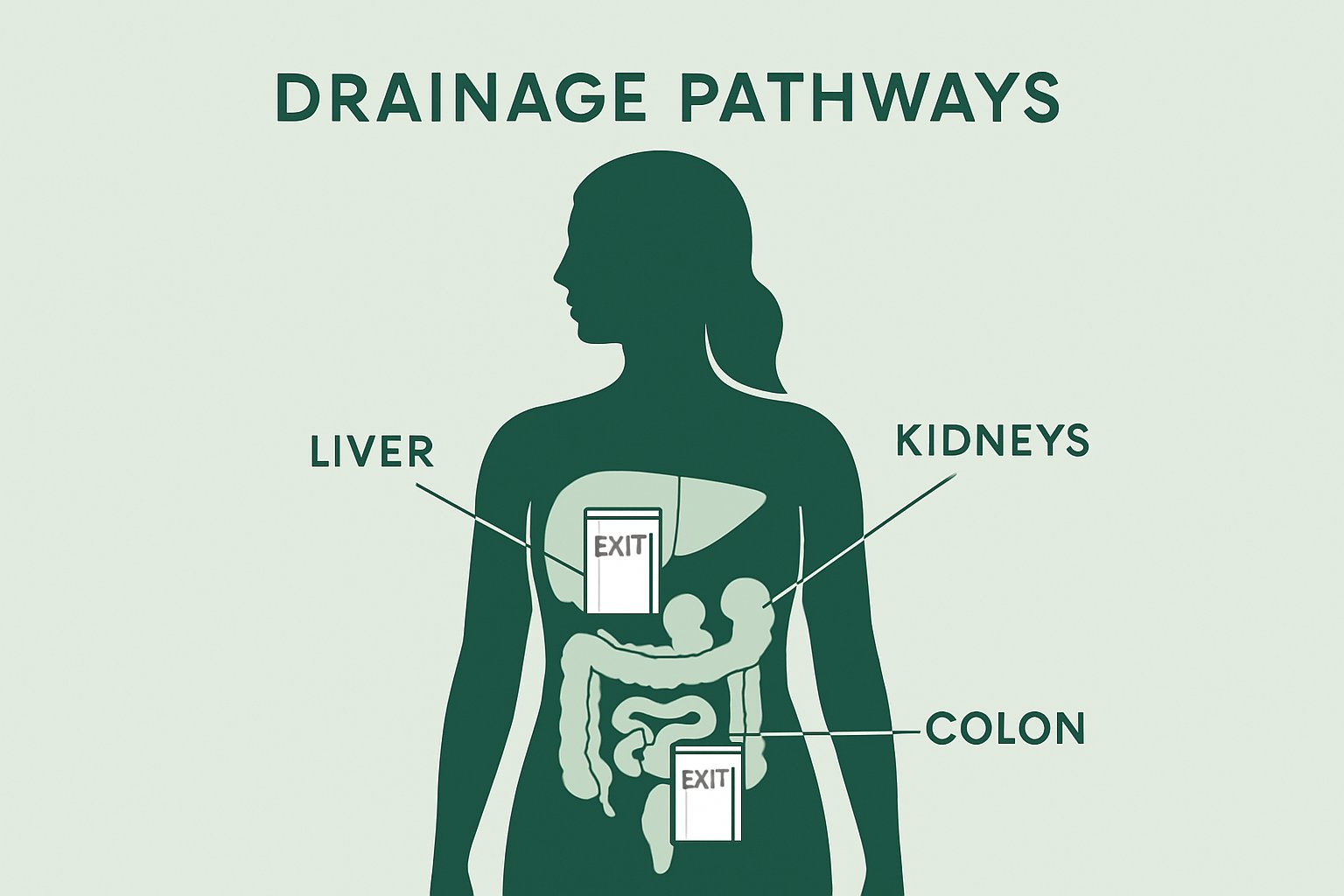 Drainage Pathways