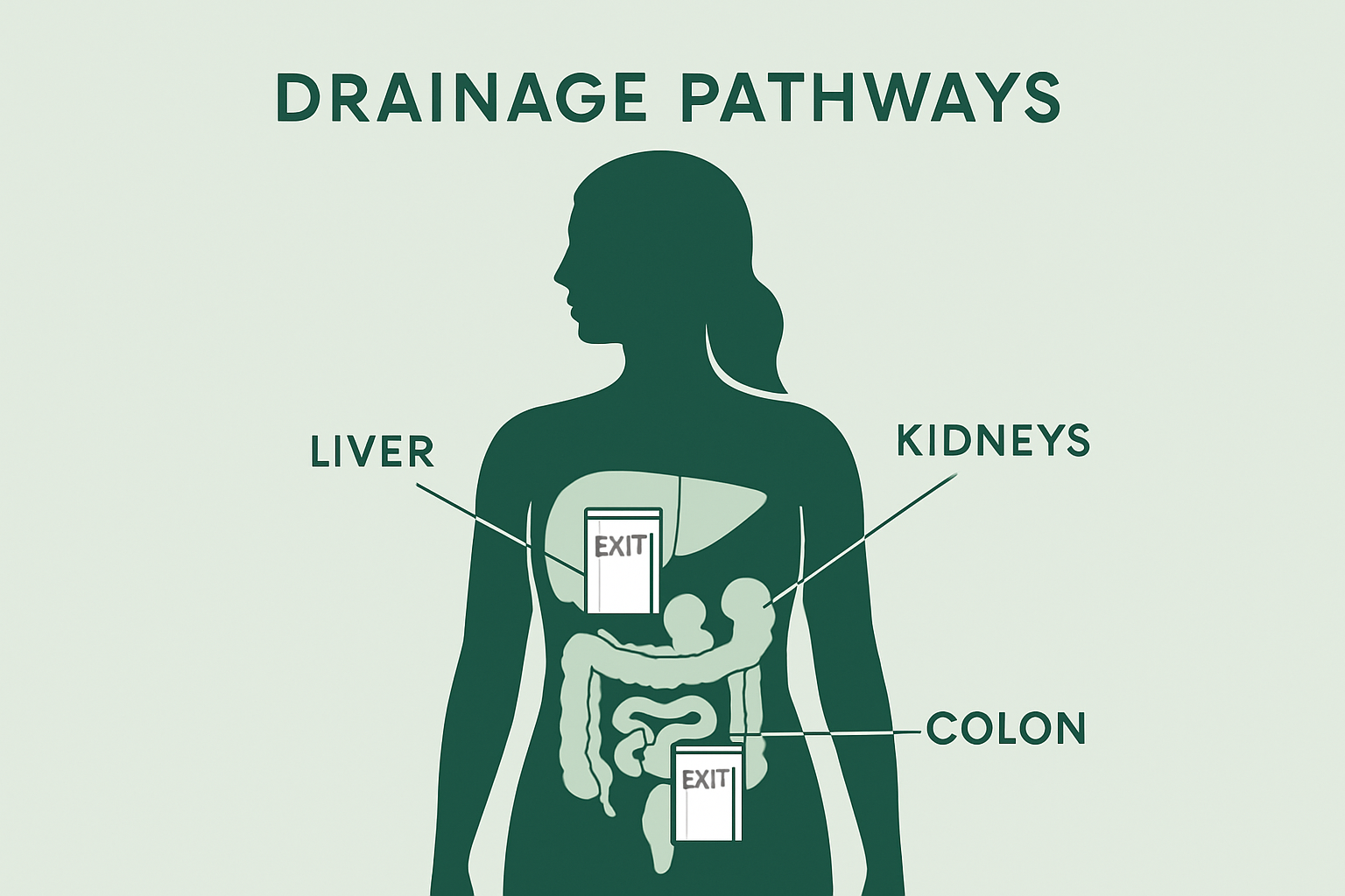 Drainage Pathways